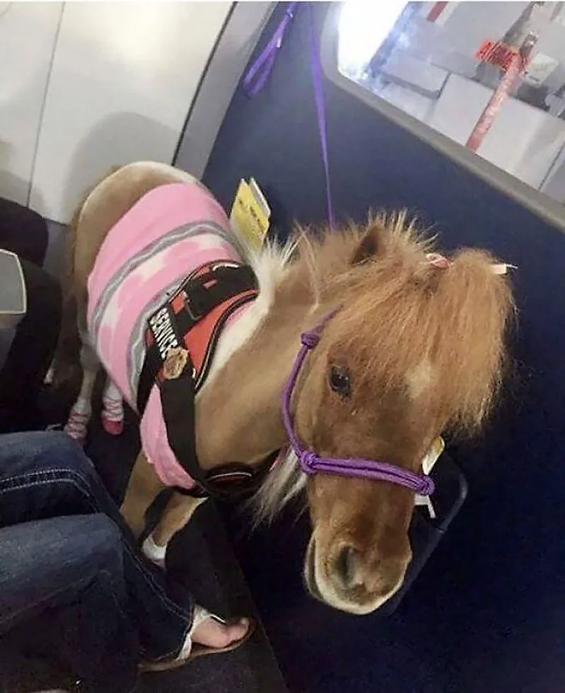 导盲马寿命有多长,导盲马可以看多远