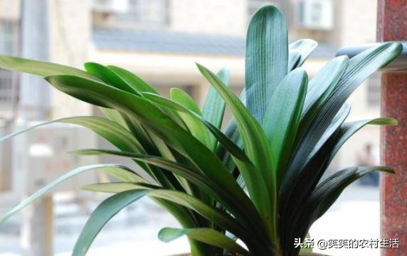 君子兰如何浇水小视频,君子兰怎么浇水的正确方法