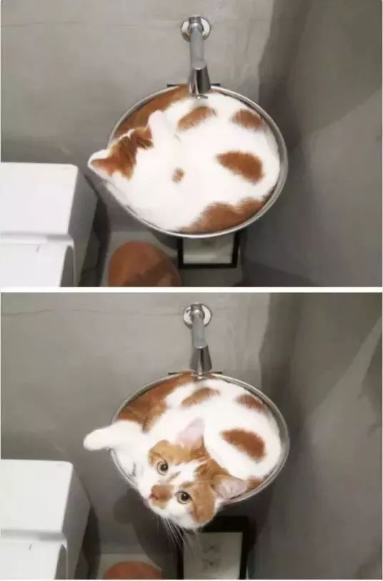 猫是固体还是液体,猫咪究竟是液体还是固体