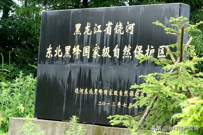 黑龙江黑蜂椴树蜜怎么样,正宗东北饶河黑蜂椴树蜜