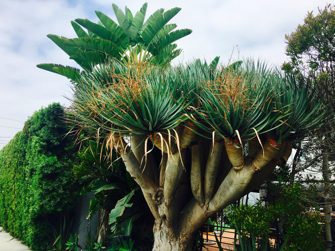 玩转洛杉矶ktown,洛杉矶环线攻略