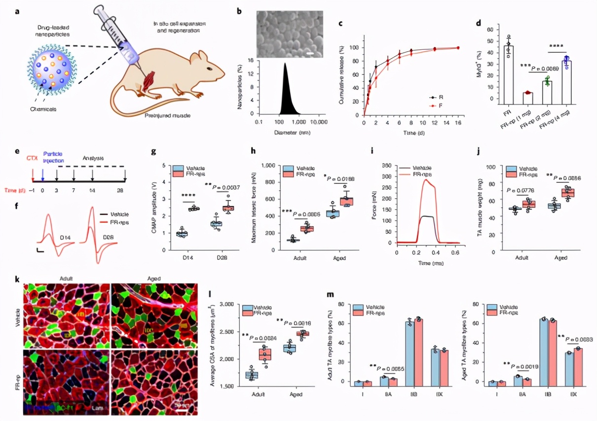 攻克单能干细胞疗法难题!科学家实现肌肉干细胞体内外高效扩增
