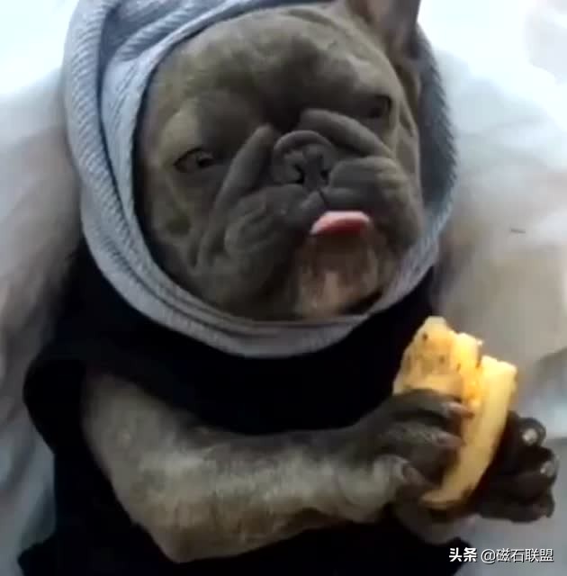 法斗身体臭怎么解决,法斗身上臭烘烘的怎么办