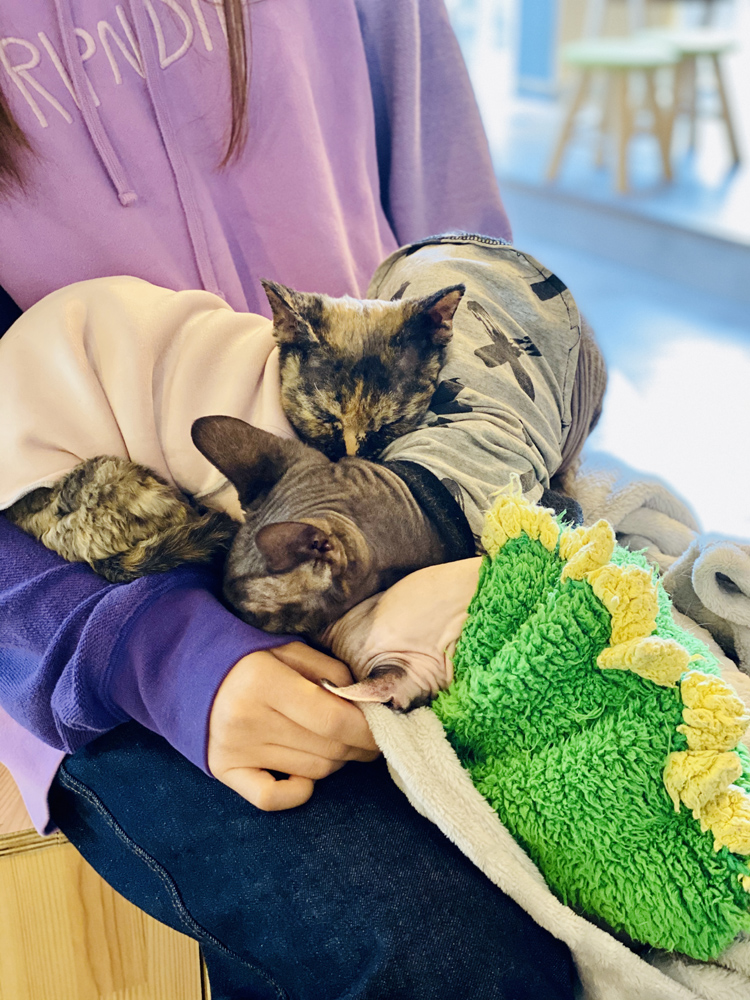 撸动物的网红店顺德,撸小动物的网红店北京世纪金源