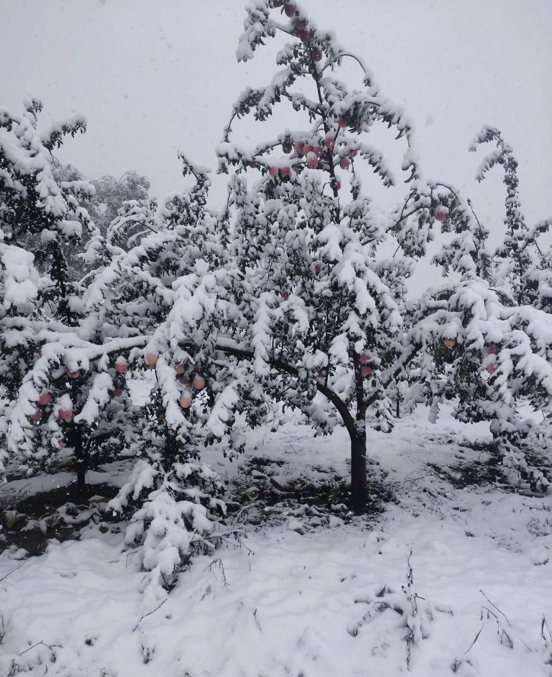 平凉崆峒区四路车现在停运了吗,平凉长途客车停运了吗