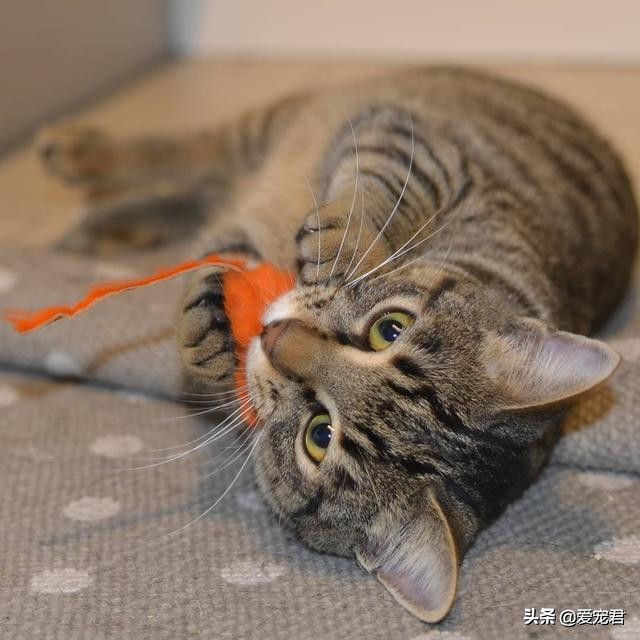 铲屎官怕仓鼠怎么办,铲屎官害怕猫呕吐