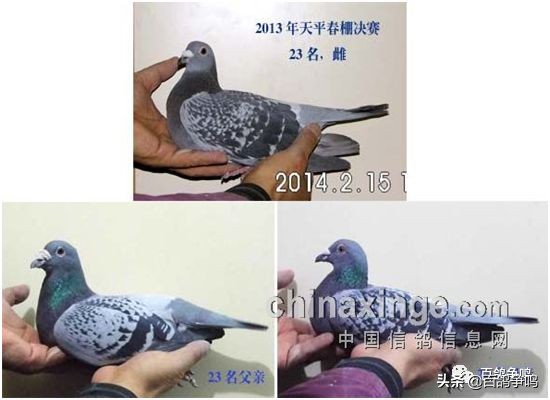 胡刚讲解雌鸽育种视频,胡刚说鸽骨体型视频