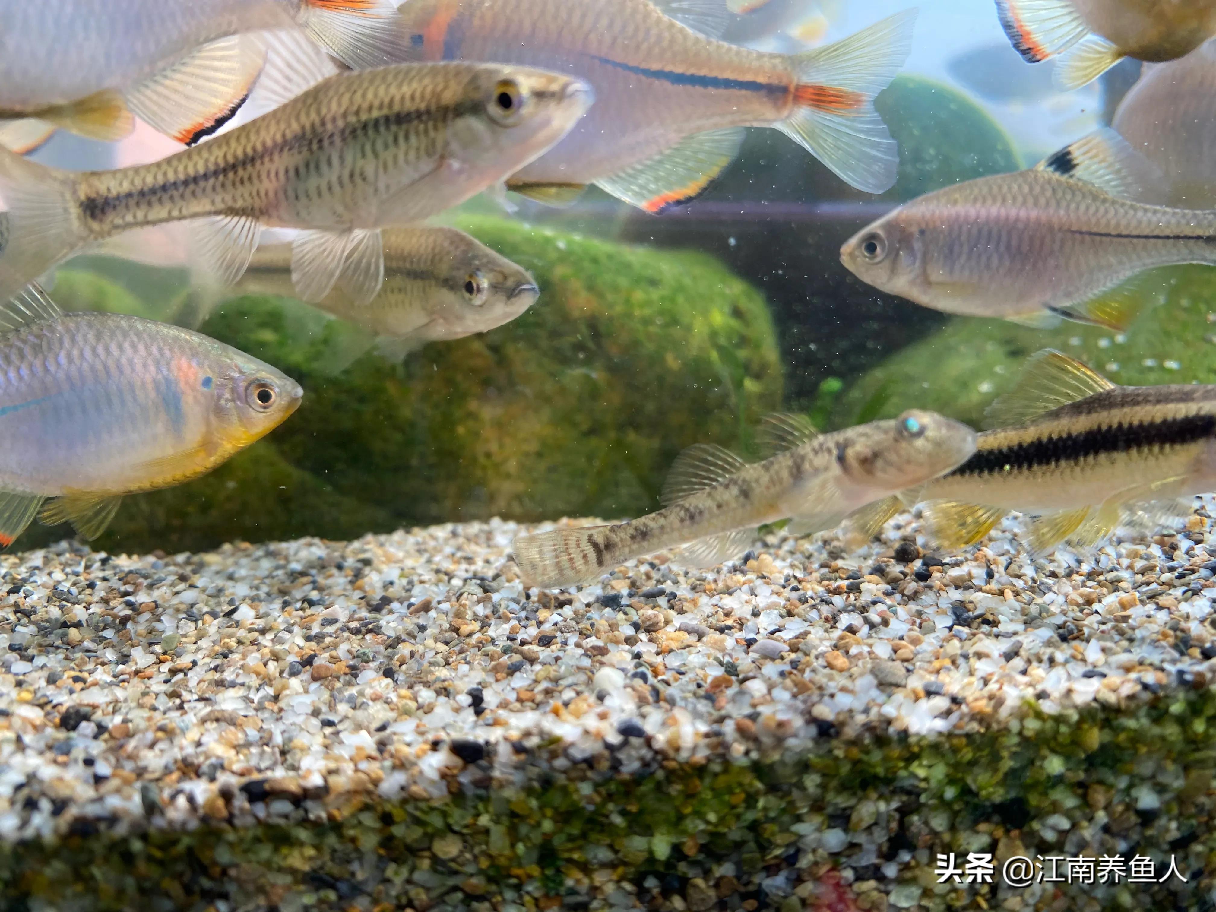 如何正确清理鱼缸里的藻类,鱼缸藻类的一些基础治疗方法