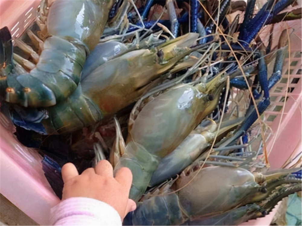 中国拒收印度虾,中国进口印度大虾