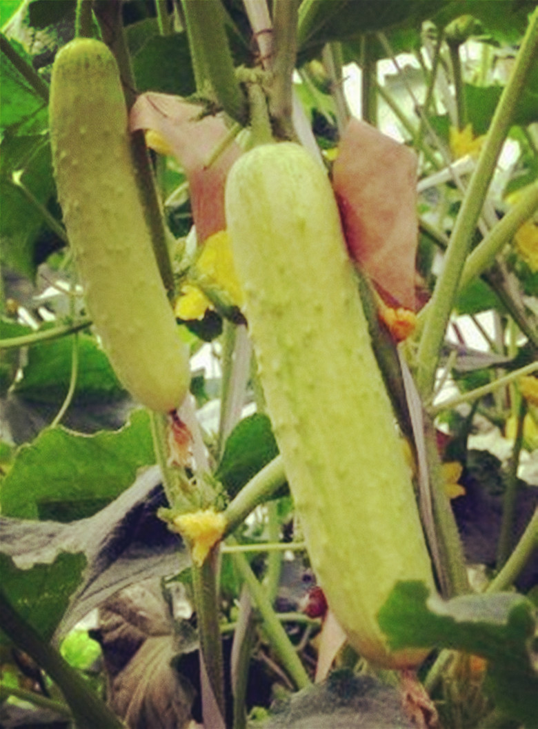 山东海阳这个城市怎样,海阳小县城