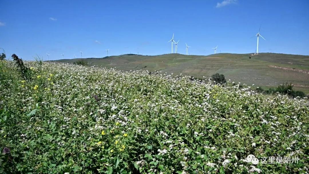 朔州平鲁区产业,荞麦加工与产品开发新技术