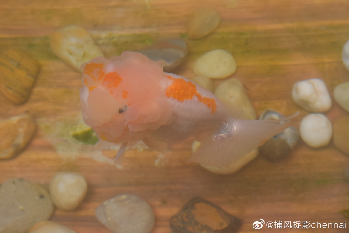 金鱼展和金鱼题材*物文**展