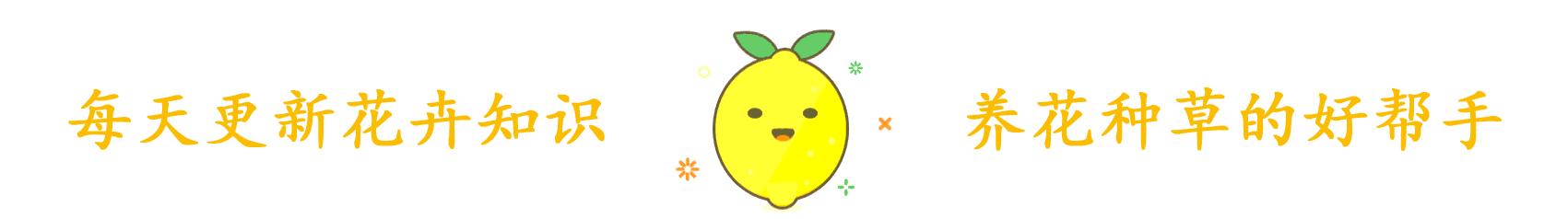 马蹄莲开花期间养护注意什么问题,彩色马蹄莲怎么养才开花快