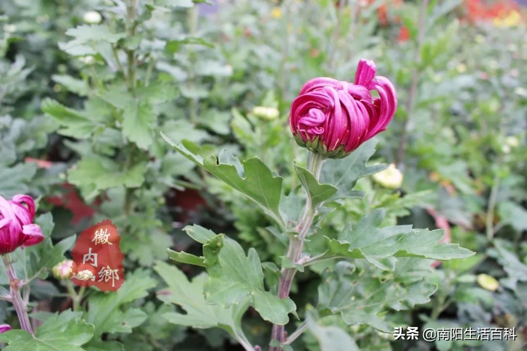 内乡梨苑山庄菊花展,内乡31届菊花展