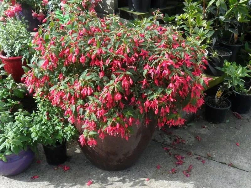 花朵颜值特别高的盆栽倒挂*钟金**，夏天容易挂掉，有什么办法挽救？