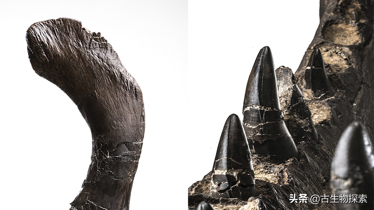 霸王龙最新研究报告,2024年霸王龙最新消息