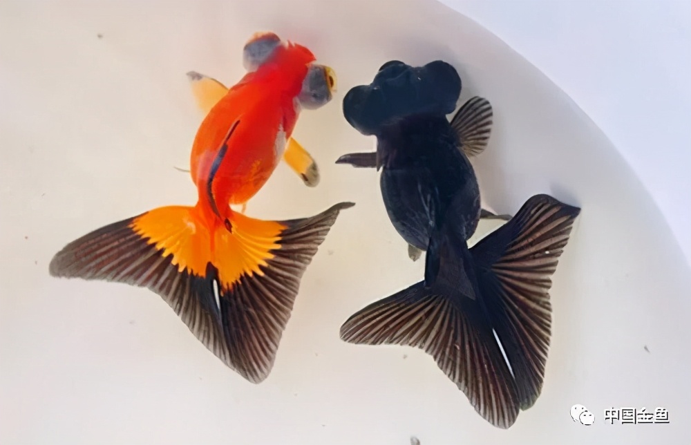 怎么样才能挑出好的金鱼,如何选到心满意足的金鱼