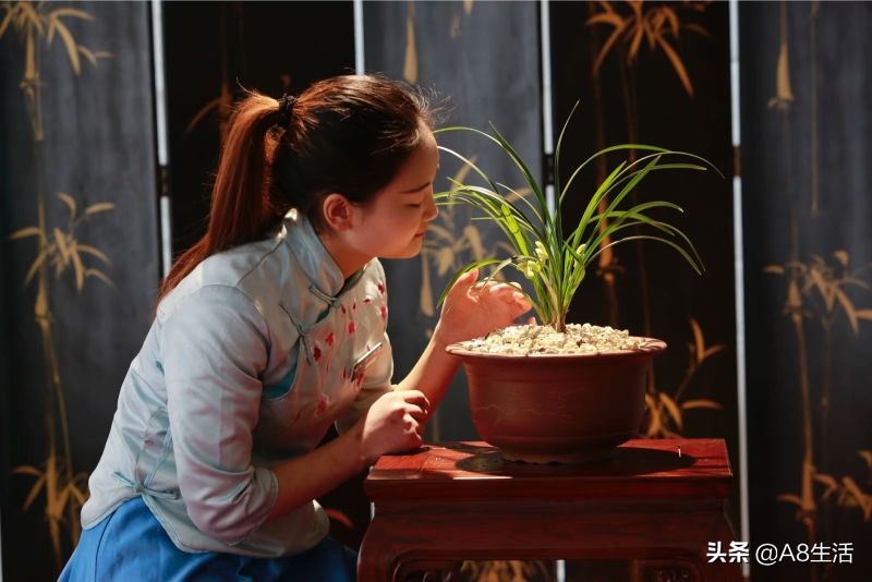 每日一品～中国兰花～春兰茗品～美芬荷