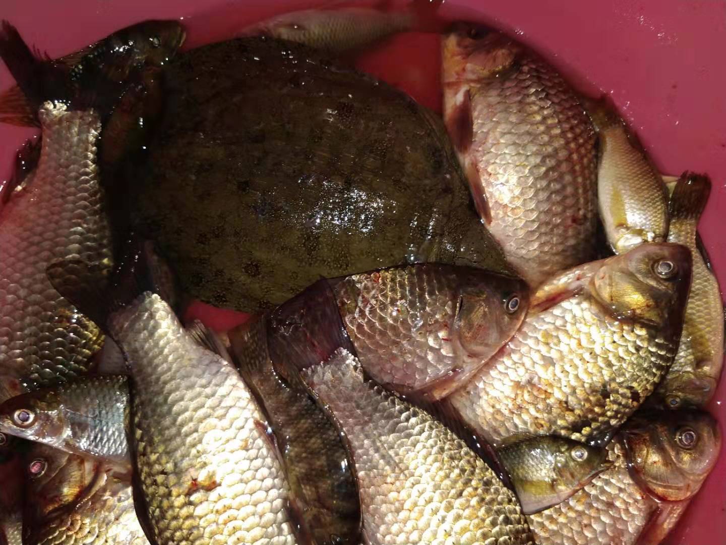 深秋鱼难钓,为什么秋冬季节鱼儿不好钓