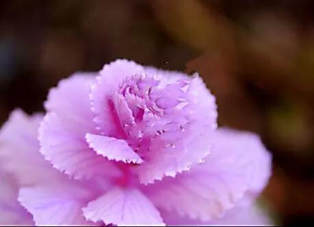 羽衣甘蓝开花图,好看的羽衣甘蓝