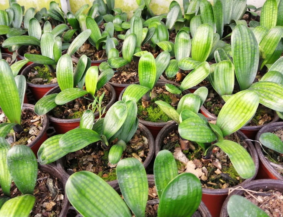 君子兰换盆后僵苗如何处理,僵苗君子兰怎么处理才能快速生长