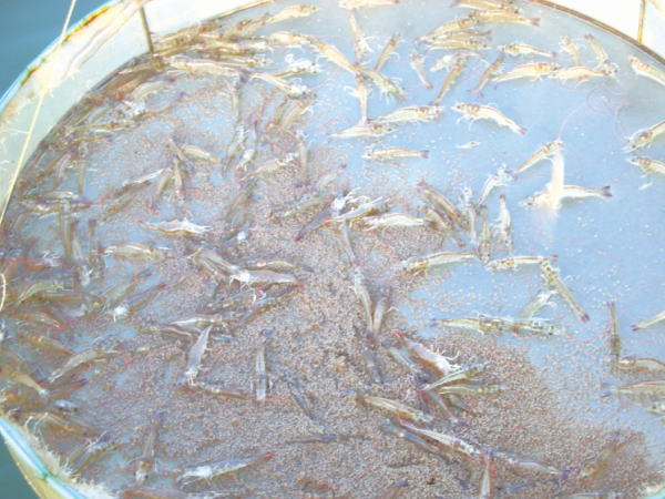 对虾养殖出现的问题,对虾养殖常见病大全