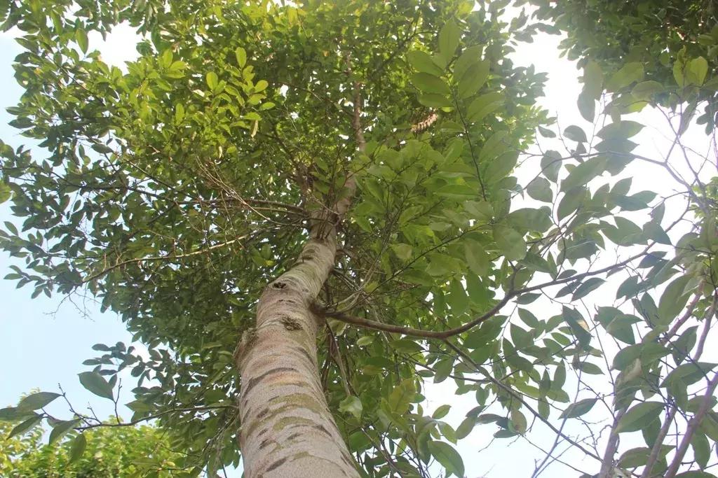 沉香好样的,沉香好看么