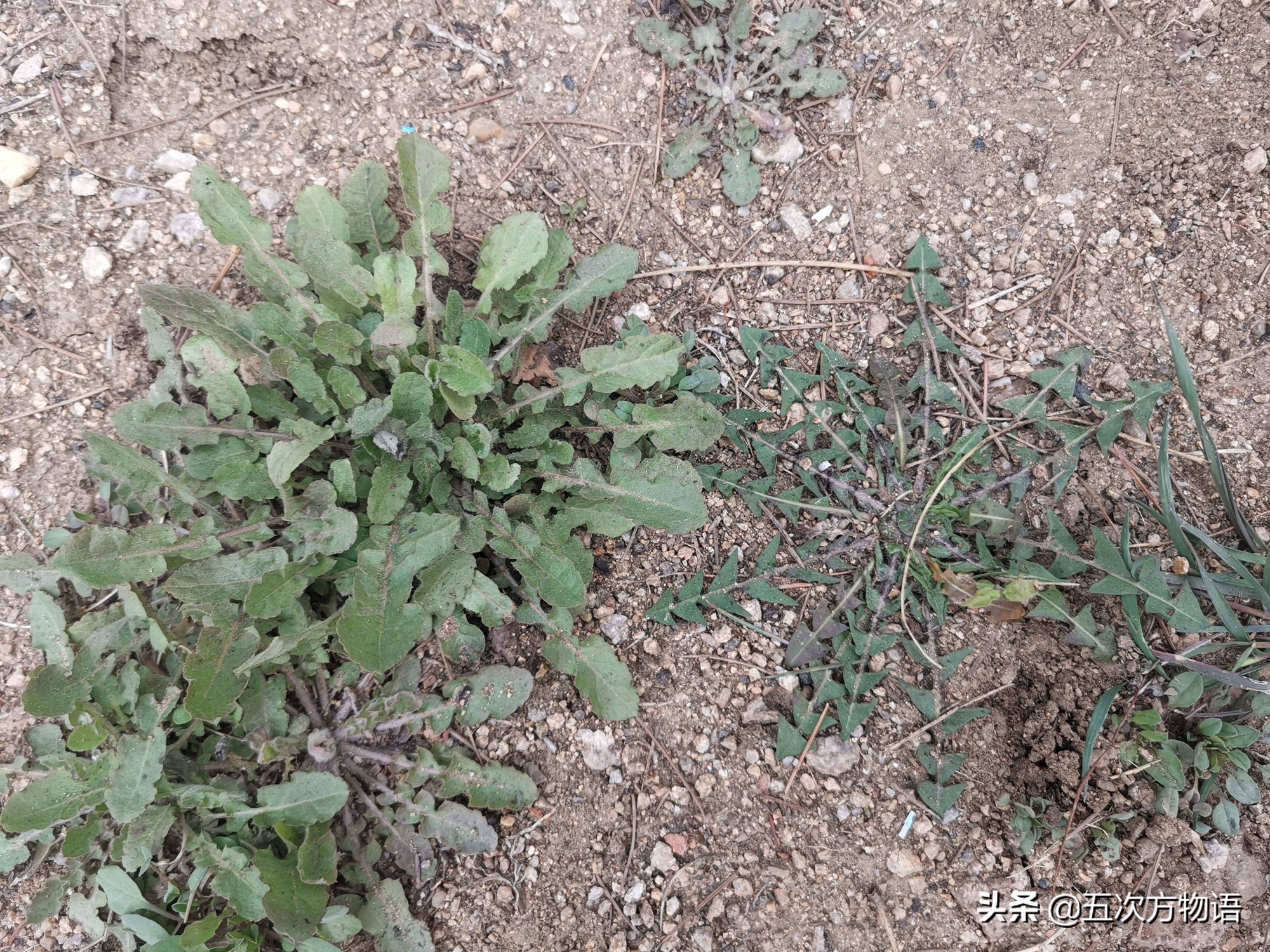 什么是荠菜荠菜长什么样,荠菜属于什么目