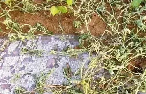 番茄青枯病萎蔫,青枯病和立枯病萎蔫的症状