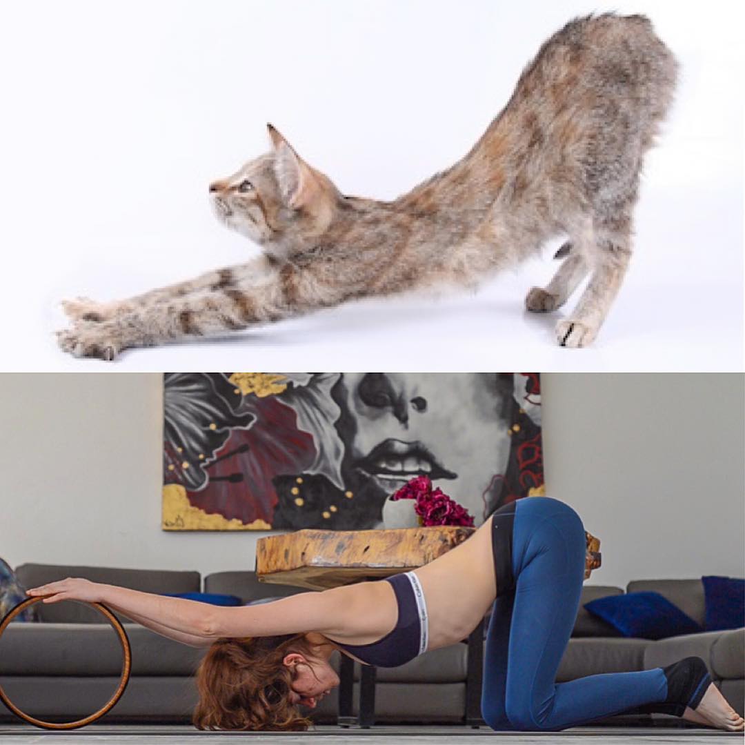 高圆圆气质穿搭高级感,高圆圆法国度蜜月