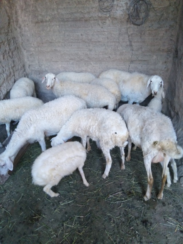 母羊怀孕三个月落胎怎么办,妊娠母羊的饲养与管理