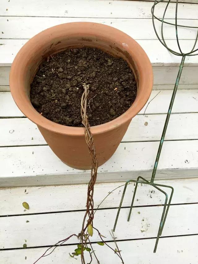 家庭棒棒糖花束制作教程,家庭园艺的制作方法