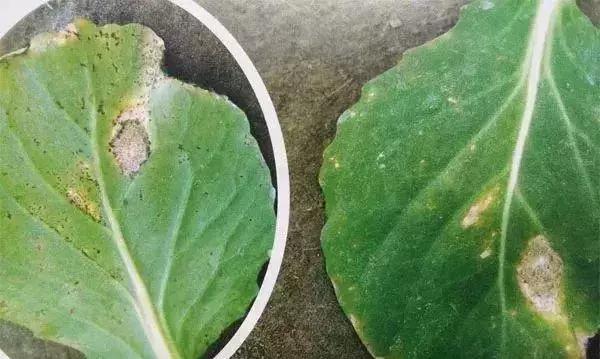 青霉灰霉杀菌剂,青霉绿霉跟灰霉有什么区别