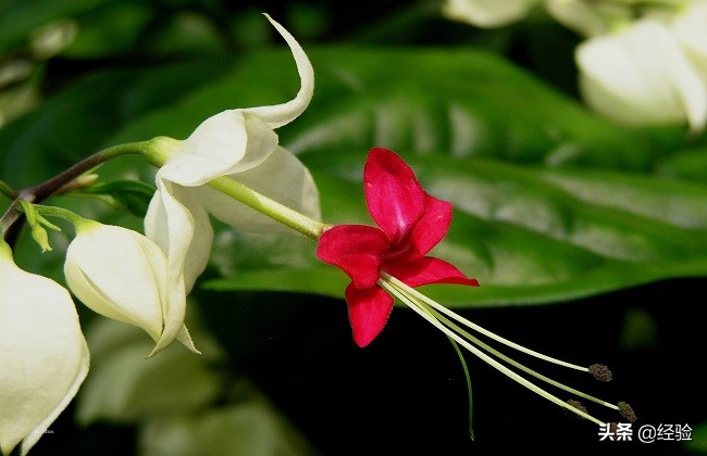 龙吐珠开花前的征兆,龙吐珠几月开花最好