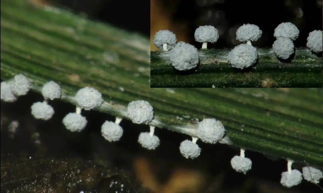 她让20万人爱上一种菌：像西米露，又似咸蛋黄，网友直呼太神奇