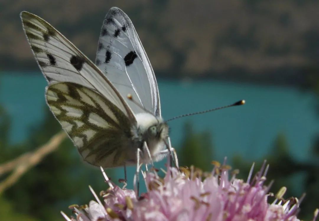 *疆新**的蝴蝶，惊世骇俗