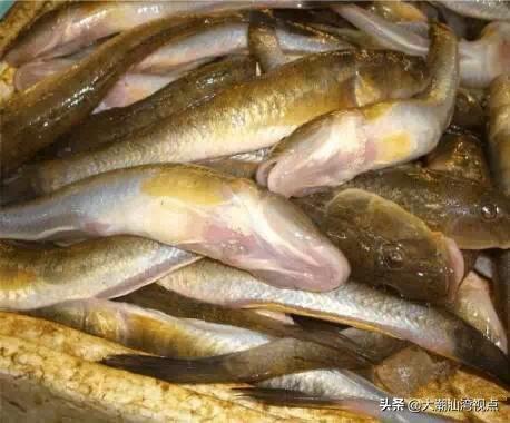 作为潮汕人，这89种海鲜你都能对上号吗