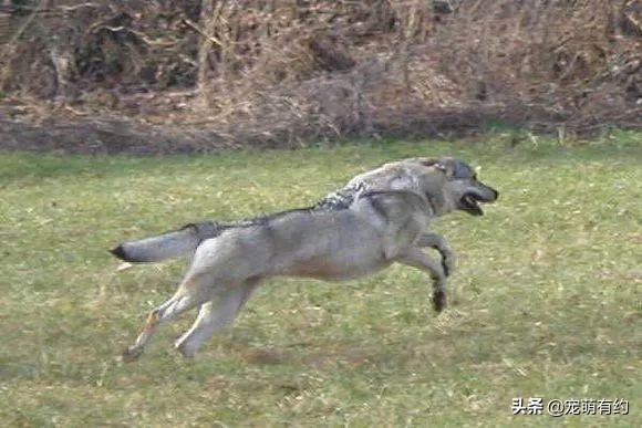 捷克狼犬警用,捷克狼犬德牧昆明犬马犬哪个厉害