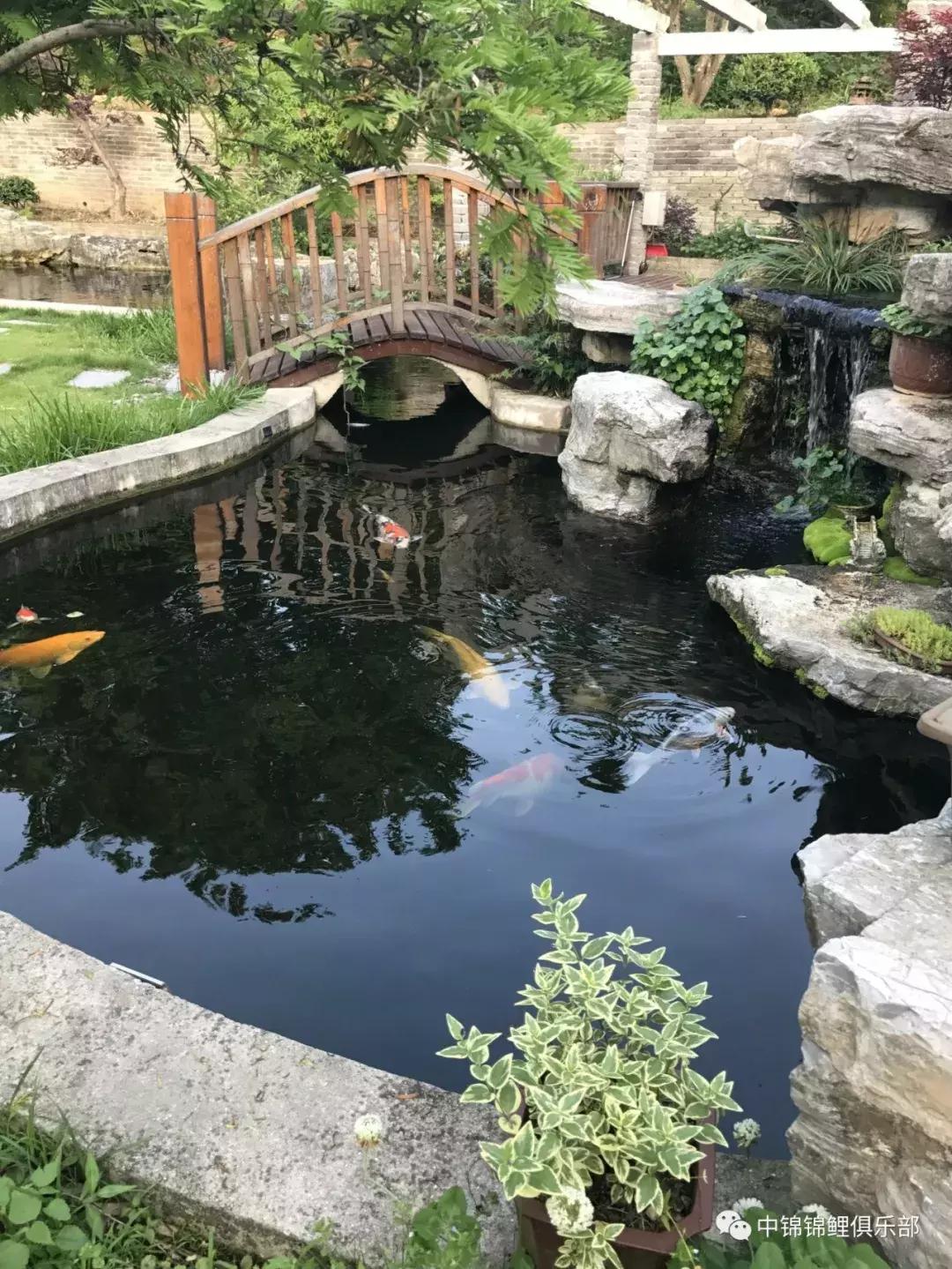 北京室外地上鱼池怎么过冬,东北户外鱼池过冬