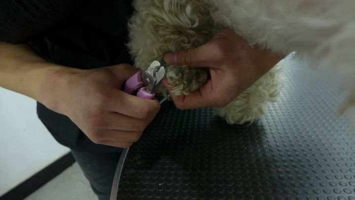 欧美风宠物店,温馨明亮的宠物店风格