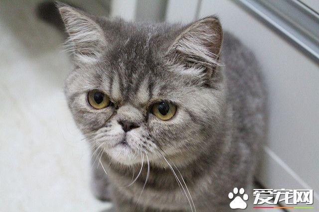 对猫咪过敏的症状怎么消除掉,对猫咪过敏了怎么解决