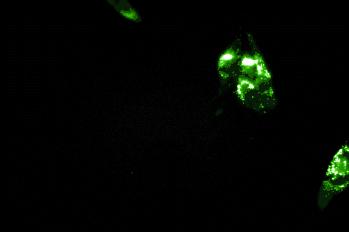 黑金石墨烯有哪些特性,被称为黑金的石墨烯