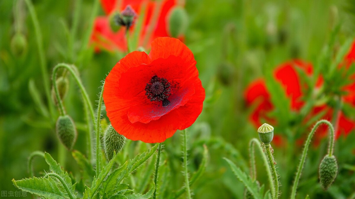 郁郁葱葱的多肉植物,适合阳光足的一年四季开花的植物