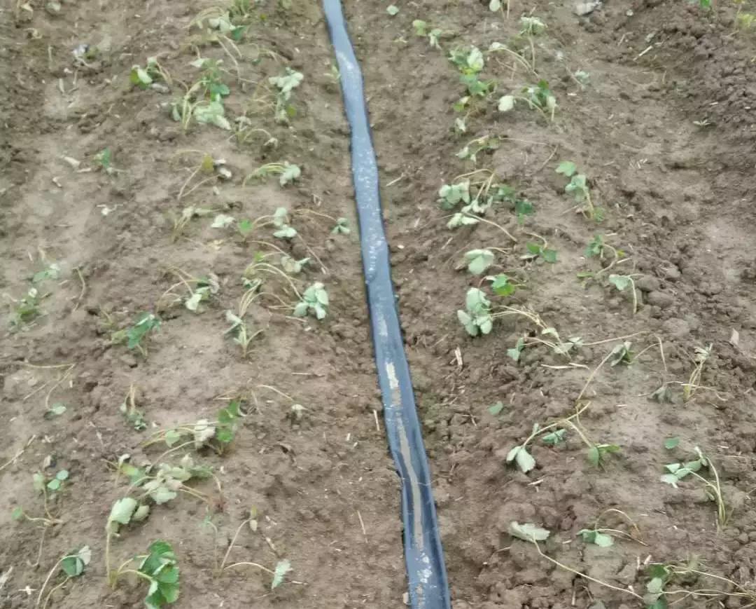 草莓苗缓苗后期怎么处理,草莓苗种下去后蔫了怎么补救