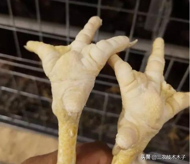 养鸡频繁出现鸡瘫痪,养鸡怎么防治瘫鸡