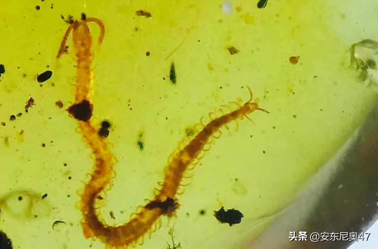 科学家研究巨形蜈蚣,首次发现巨型蜈蚣