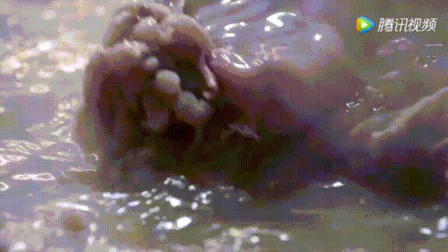 明星投毒吓人事件,深夜放毒招人恨的视频