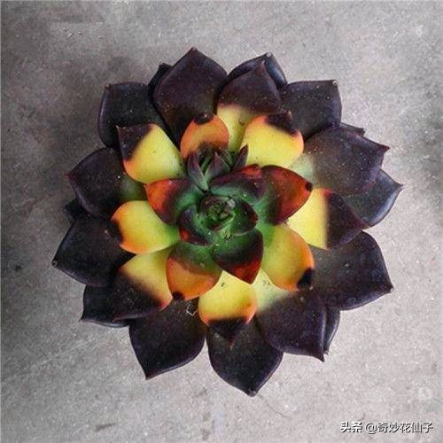 这些花全是药锦，买回家必死，送你都不能要