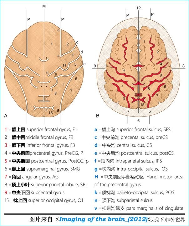 脑解剖学讲解视频全集,脑功能解剖学习