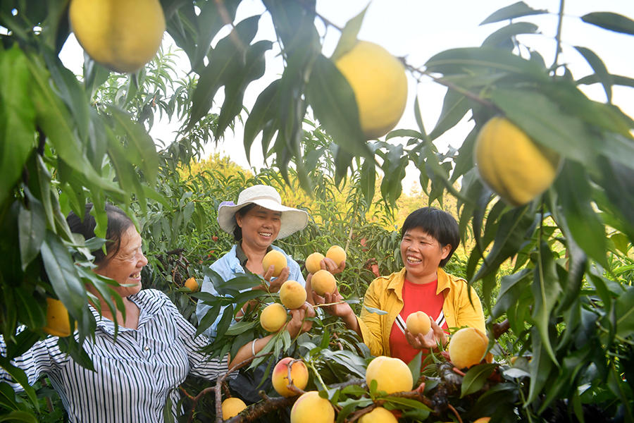 种植樱桃带动群众致富业绩介绍,下岗工人创业2元糖葫芦年赚2千万